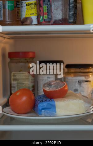 Vergessene Lebensmittel, Tomaten auf einem Teller im Kühlschrank beginnt zu verfallen, nachdem sie von einem Nadelschimmel infiziert wurden, wahrscheinlich Penicillin-Bazillen, viele reife Sporen Stockfoto