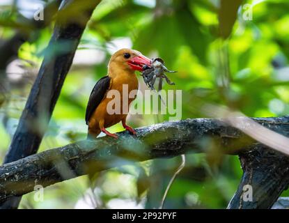 Ein brauner Kingfisher (Pelargopsis amauroptera), der in Mangrovenwäldern eine Krabbe ausbeutet. Thailand. Stockfoto