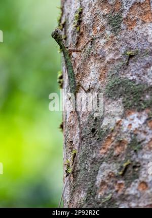 Ein fliegender Drache mit schwarzem Stacheldrachen (Draco melanopogon) auf einem Baumstamm. Tai Rom Yen Nationalpark, Thailand. Stockfoto