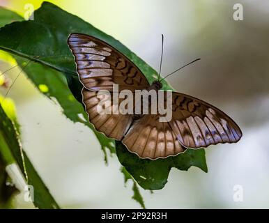 Ein Horsfield-Baron-Schmetterling (Tanaecia iapis ssp. Puseda) auf einem grünen Blatt. Thailand. Stockfoto