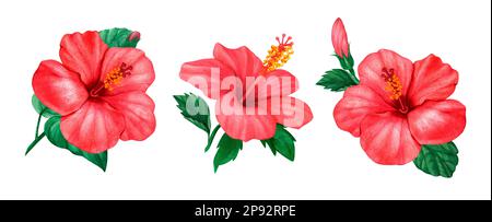Handgemalte Aquarelle mit Blumenmuster und rotem Hibiskus. Perfekt für Karten, Postkarten, Anhänger, Einladungen, Ausdrucke, Verpackt, Hochzeit. Designer-Element Stockfoto