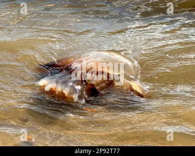 Cannonball Quallen, Stomolophus meleagris, am Ufer des Atlantiks, South Carolina Stockfoto