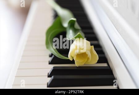 Eine weiße Tulpenblume liegt auf den Tasten eines weißen Klaviers Stockfoto