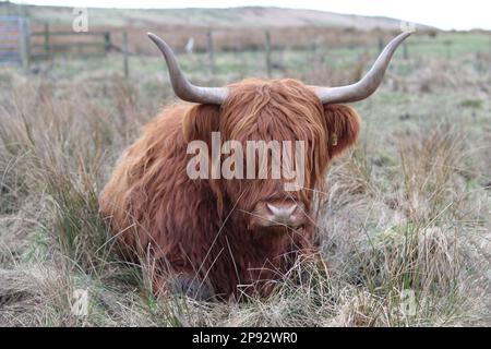 Braune Hochlandkuh mit riesigen Hörnern, die friedlich auf einem Feld sitzen Stockfoto