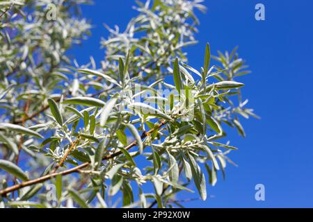 Ein Zweig eines silbernen loch-Baumes vor dem blauen Himmel an einem Sommertag. Zierbäume und Sträucher. Stockfoto