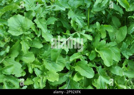 Würzige Rucola-Pflanze (Eruca sativa), die im Garten wächst Stockfoto