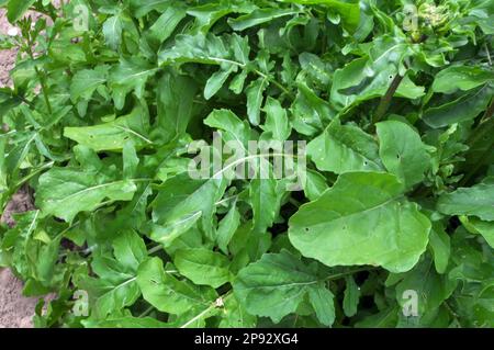 Würzige Rucola-Pflanze (Eruca sativa), die im Garten wächst Stockfoto