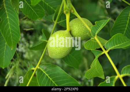 Auf einem Ast mit grüner Schale, einer reifenden Walnuss Stockfoto