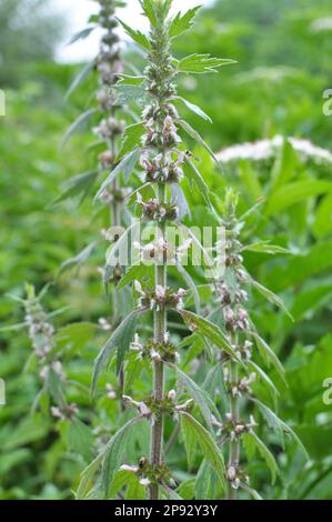 Auf der Wiese unter den Kräutern wachsen und blühen Hundenesseln mit fünf Blättern (Leonurus quinquelobatus) Stockfoto