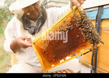 Imker in Uniform, der den Rahmen aus dem Bienenstock in der Bienenstation nimmt. Honig ernten Stockfoto