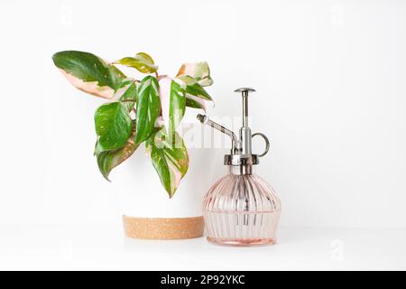 Philodendron Rosa Prinzessin. Trendige seltene Pflanze mit rosa Blättern Stockfoto