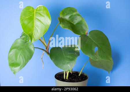 Trendige seltene Pflanze Monstera deliciosa Albo in einem Topf mit blauem Hintergrund Stockfoto