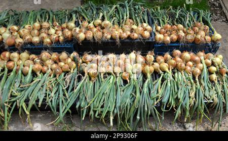 Die von den Feldzwiebeln geerntete Pflanze wird gereift und getrocknet Stockfoto