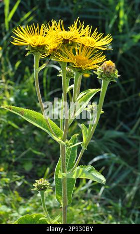 Die wertvolle Heilpflanze Inula helenium wächst in der Wildnis Stockfoto