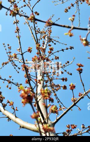 Im Frühling blüht der Aschenapfel (Acer negundo) in der Natur Stockfoto