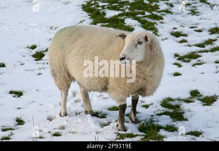 Ein hübsch aussehendes Schaf auf Pendle Hill, Lancashire, Großbritannien, Europa Stockfoto