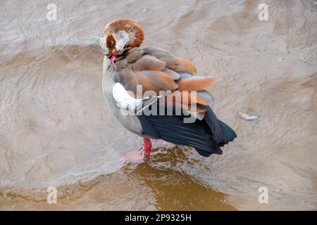 Nahaufnahme eines Porträts einer ägyptischen Gans, die im Wasser steht Stockfoto