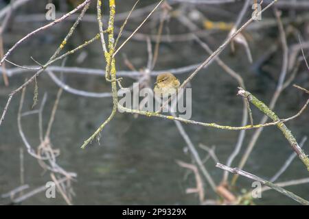 Der Chiffchaff phylloscopus collybita, der auf einem Zweig über dem Fluss liegt Stockfoto