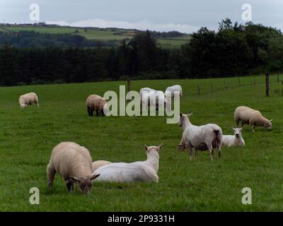 Süßes Schaf. Schafe weiden. Viehzucht, ökologische Produktion. Schafherde auf Grasfeld Stockfoto