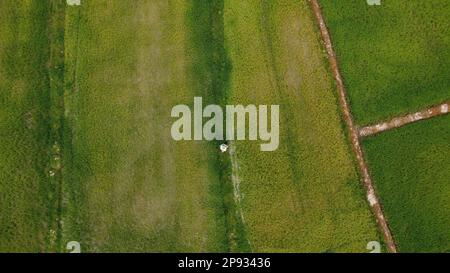 Luftaufnahme eines Landwirts, der grüne Reispflanzen mit Dünger besprüht. Asiatische Bauern, die Pestizide auf Reisfeldern sprühen. Landschaftsbau Stockfoto