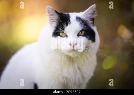 Nahaufnahme eines Porträts von weißer und schwarzer Katze, die draußen in der Natur auf die Kamera schaut Stockfoto