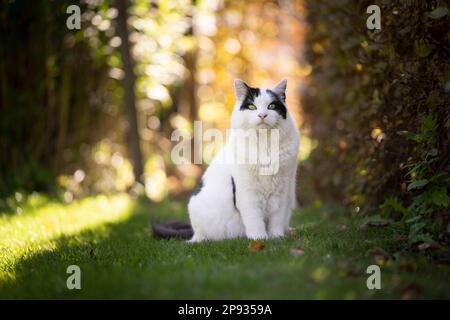 Weiße schwarze Katze, die im Freien auf dem Rasen im sonnigen Garten sitzt und in die Kamera schaut Stockfoto