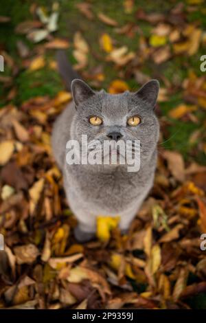 die englische Katze in Kurzhaarblau sitzt auf einem Haufen Herbstblätter und sieht merkwürdigerweise vor die Kamera Stockfoto