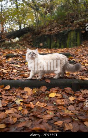 Seitlicher Blick auf die flauschige sibirische Katze, die im Wald steht, mit blattbedecktem Herbstboden, der auf seltsame Weise in die Kamera schaut Stockfoto