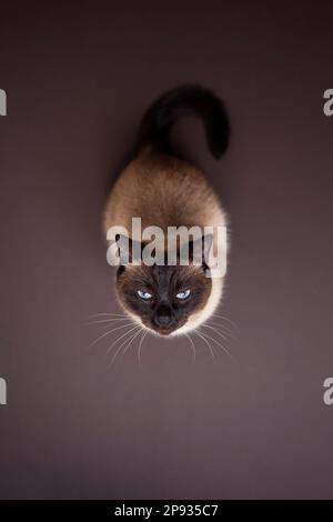 Draufsicht einer siamesischen Katze, die auf braunem Hintergrund sitzt und merkwürdigerweise nach oben schaut Stockfoto