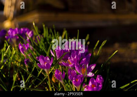 Viele blühende Krokusse im Frühling Stockfoto