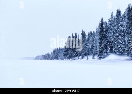 Winterlandschaft im Norden Schwedens. Wald in der Nähe von Kiruna Stockfoto