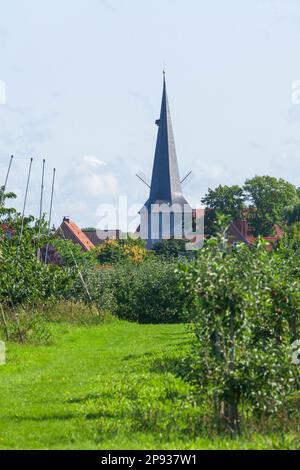 Apfelgarten und St. Matthiaskirche, Jork, Altes Land, Niedersachsen, Deutschland, Europa Stockfoto