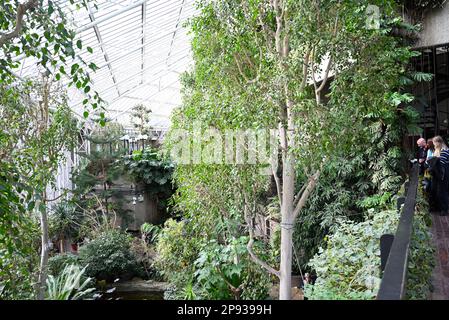 Londons wunderschöner Regenwald im Barbican Conservatory ist ein wunderschöner Ort, der vielen, die in der Stadt leben, eine Zuflucht bietet. Es beherbergt über 2000 Pflanzenarten von Palmen bis hin zu Bananenpflanzen, die innerhalb der Glaswände zu finden sind. Bunte Koi-Karpfen schwimmen in den Fischteichen. Terrapine, die aus Hampstead Heath umgesiedelt wurden, genießen dort eine neue Umgebung. Der Eintritt ist kostenlos und zu bestimmten Zeiten geöffnet , aber Besucher müssen online buchen und einen Termin für den Eintritt mit festem Termin wählen . Die Buchung wird eine Woche im Voraus freigegeben. Stockfoto