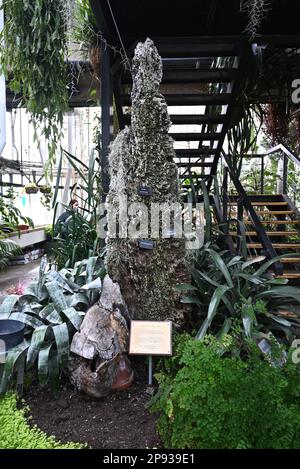 Londons wunderschöner Regenwald im Barbican Conservatory ist ein wunderschöner Ort, der vielen, die in der Stadt leben, eine Zuflucht bietet. Es beherbergt über 2000 Pflanzenarten von Palmen bis hin zu Bananenpflanzen, die innerhalb der Glaswände zu finden sind. Bunte Koi-Karpfen schwimmen in den Fischteichen. Terrapine, die aus Hampstead Heath umgesiedelt wurden, genießen dort eine neue Umgebung. Der Eintritt ist kostenlos und zu bestimmten Zeiten geöffnet , aber Besucher müssen online buchen und einen Termin für den Eintritt mit festem Termin wählen . Die Buchung wird eine Woche im Voraus freigegeben. Stockfoto