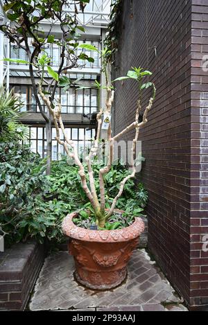 Londons wunderschöner Regenwald im Barbican Conservatory ist ein wunderschöner Ort, der vielen, die in der Stadt leben, eine Zuflucht bietet. Es beherbergt über 2000 Pflanzenarten von Palmen bis hin zu Bananenpflanzen, die innerhalb der Glaswände zu finden sind. Bunte Koi-Karpfen schwimmen in den Fischteichen. Terrapine, die aus Hampstead Heath umgesiedelt wurden, genießen dort eine neue Umgebung. Der Eintritt ist kostenlos und zu bestimmten Zeiten geöffnet , aber Besucher müssen online buchen und einen Termin für den Eintritt mit festem Termin wählen . Die Buchung wird eine Woche im Voraus freigegeben. Stockfoto