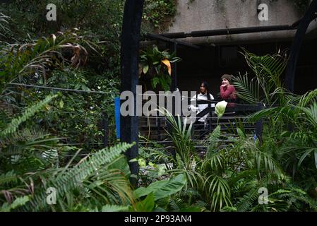 Londons wunderschöner Regenwald im Barbican Conservatory ist ein wunderschöner Ort, der vielen, die in der Stadt leben, eine Zuflucht bietet. Es beherbergt über 2000 Pflanzenarten von Palmen bis hin zu Bananenpflanzen, die innerhalb der Glaswände zu finden sind. Bunte Koi-Karpfen schwimmen in den Fischteichen. Terrapine, die aus Hampstead Heath umgesiedelt wurden, genießen dort eine neue Umgebung. Der Eintritt ist kostenlos und zu bestimmten Zeiten geöffnet , aber Besucher müssen online buchen und einen Termin für den Eintritt mit festem Termin wählen . Die Buchung wird eine Woche im Voraus freigegeben. Stockfoto