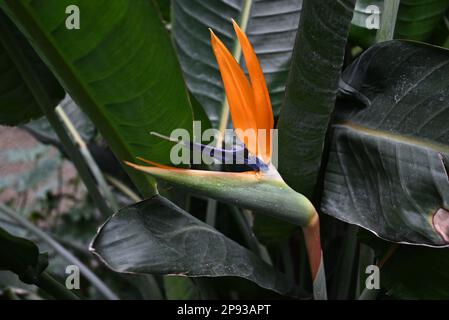 Londons wunderschöner Regenwald im Barbican Conservatory ist ein wunderschöner Ort, der vielen, die in der Stadt leben, eine Zuflucht bietet. Es beherbergt über 2000 Pflanzenarten von Palmen bis hin zu Bananenpflanzen, die innerhalb der Glaswände zu finden sind. Bunte Koi-Karpfen schwimmen in den Fischteichen. Terrapine, die aus Hampstead Heath umgesiedelt wurden, genießen dort eine neue Umgebung. Der Eintritt ist kostenlos und zu bestimmten Zeiten geöffnet , aber Besucher müssen online buchen und einen Termin für den Eintritt mit festem Termin wählen . Die Buchung wird eine Woche im Voraus freigegeben. Stockfoto