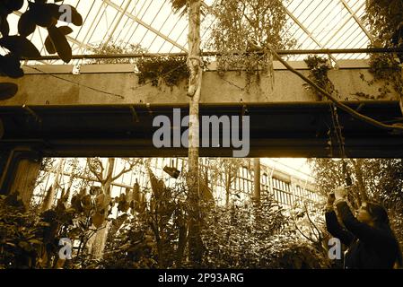 Londons wunderschöner Regenwald im Barbican Conservatory ist ein wunderschöner Ort, der vielen, die in der Stadt leben, eine Zuflucht bietet. Es beherbergt über 2000 Pflanzenarten von Palmen bis hin zu Bananenpflanzen, die innerhalb der Glaswände zu finden sind. Bunte Koi-Karpfen schwimmen in den Fischteichen. Terrapine, die aus Hampstead Heath umgesiedelt wurden, genießen dort eine neue Umgebung. Der Eintritt ist kostenlos und zu bestimmten Zeiten geöffnet , aber Besucher müssen online buchen und einen Termin für den Eintritt mit festem Termin wählen . Die Buchung wird eine Woche im Voraus freigegeben. Stockfoto