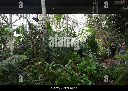 Londons wunderschöner Regenwald im Barbican Conservatory ist ein wunderschöner Ort, der vielen, die in der Stadt leben, eine Zuflucht bietet. Es beherbergt über 2000 Pflanzenarten von Palmen bis hin zu Bananenpflanzen, die innerhalb der Glaswände zu finden sind. Bunte Koi-Karpfen schwimmen in den Fischteichen. Terrapine, die aus Hampstead Heath umgesiedelt wurden, genießen dort eine neue Umgebung. Der Eintritt ist kostenlos und zu bestimmten Zeiten geöffnet , aber Besucher müssen online buchen und einen Termin für den Eintritt mit festem Termin wählen . Die Buchung wird eine Woche im Voraus freigegeben. Stockfoto