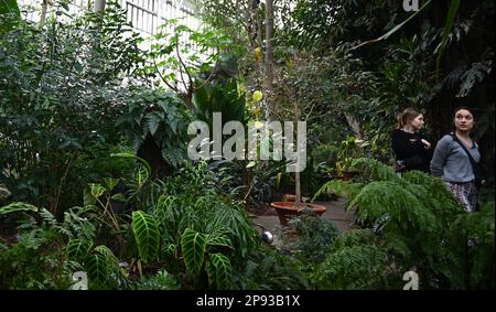 Londons wunderschöner Regenwald im Barbican Conservatory ist ein wunderschöner Ort, der vielen, die in der Stadt leben, eine Zuflucht bietet. Es beherbergt über 2000 Pflanzenarten von Palmen bis hin zu Bananenpflanzen, die innerhalb der Glaswände zu finden sind. Bunte Koi-Karpfen schwimmen in den Fischteichen. Terrapine, die aus Hampstead Heath umgesiedelt wurden, genießen dort eine neue Umgebung. Der Eintritt ist kostenlos und zu bestimmten Zeiten geöffnet , aber Besucher müssen online buchen und einen Termin für den Eintritt mit festem Termin wählen . Die Buchung wird eine Woche im Voraus freigegeben. Stockfoto