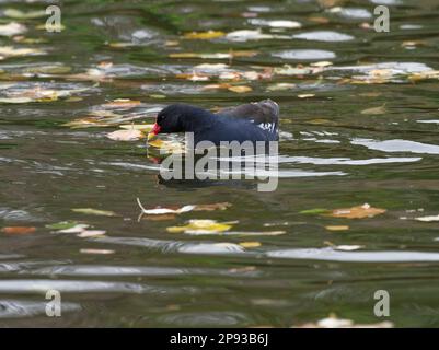 Moorhen, Moor Rail, Gallinula chloropus Stockfoto