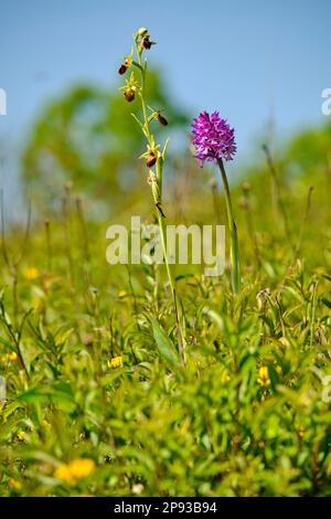 Dreizahnige Orchidee, Neotinea tridentata Stockfoto