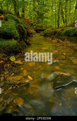 Erlesbach im Wotansborn-Waldschutzgebiet im Steigerwald-Naturpark, Rauhenebrach, Hassberge, Niederfrankreich, Franken, Deutschland Stockfoto