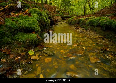 Erlesbach im Wotansborn-Waldschutzgebiet im Steigerwald-Naturpark, Rauhenebrach, Hassberge, Niederfrankreich, Franken, Deutschland Stockfoto