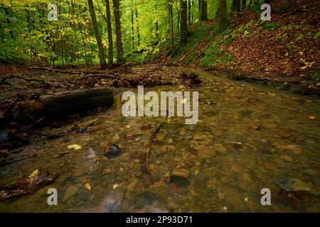 Erlesbach im Wotansborn-Waldschutzgebiet im Steigerwald-Naturpark, Rauhenebrach, Hassberge, Niederfrankreich, Franken, Deutschland Stockfoto