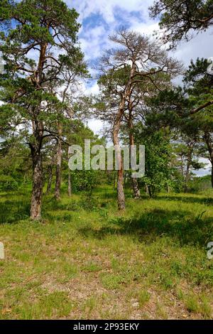 Höhfeldplatte Natur- und Landschaftsschutzgebiet in der Nähe von Thüngersheim, Main-Spessart, Niederfrankien, Bayern, Deutschland Stockfoto