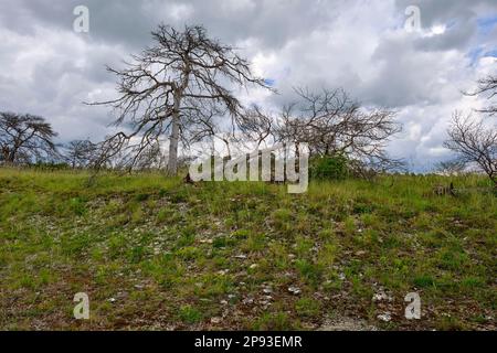 Höhfeldplatte Natur- und Landschaftsschutzgebiet in der Nähe von Thüngersheim, Main-Spessart, Niederfrankien, Bayern, Deutschland Stockfoto