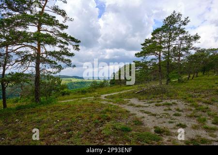 Höhfeldplatte Natur- und Landschaftsschutzgebiet in der Nähe von Thüngersheim, Main-Spessart, Niederfrankien, Bayern, Deutschland Stockfoto