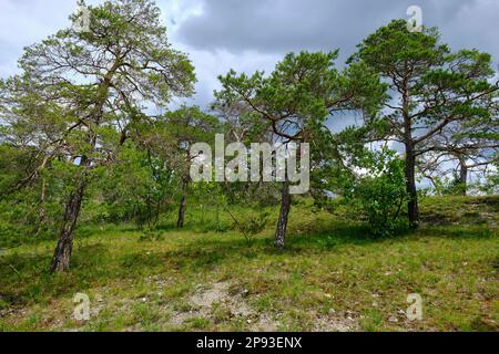 Höhfeldplatte Natur- und Landschaftsschutzgebiet in der Nähe von Thüngersheim, Main-Spessart, Niederfrankien, Bayern, Deutschland Stockfoto