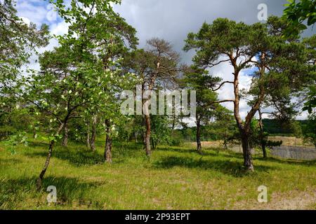 Höhfeldplatte Natur- und Landschaftsschutzgebiet in der Nähe von Thüngersheim, Main-Spessart, Niederfrankien, Bayern, Deutschland Stockfoto